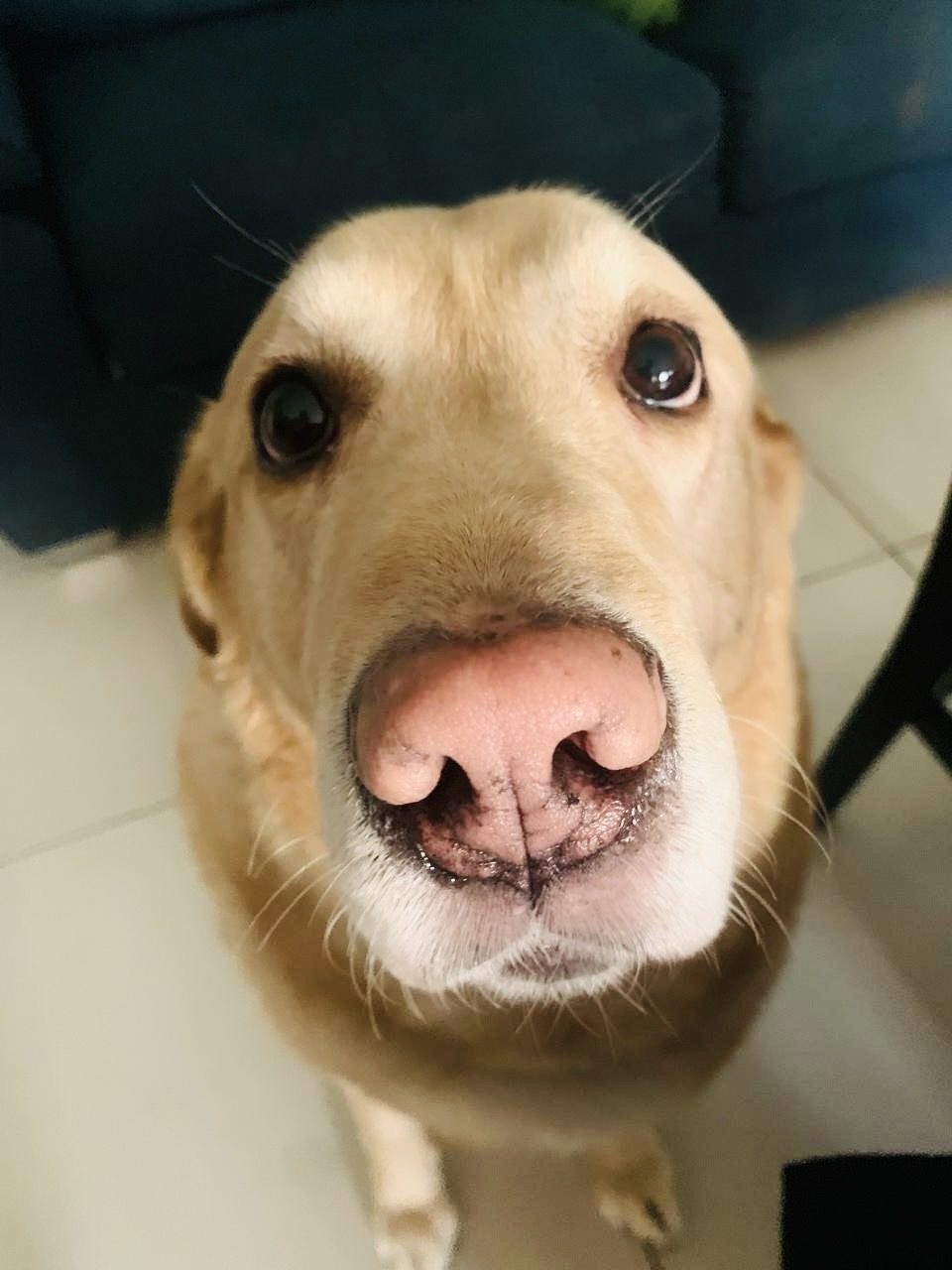 Leo — A pet who loves you back