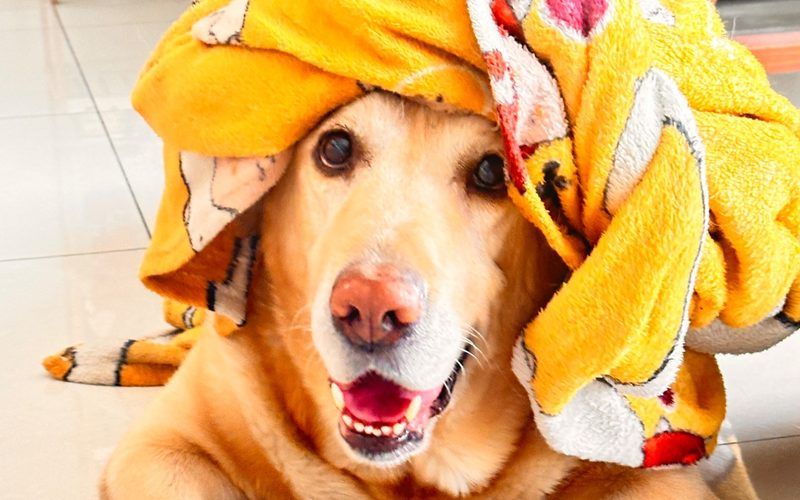 Pet parent community India
