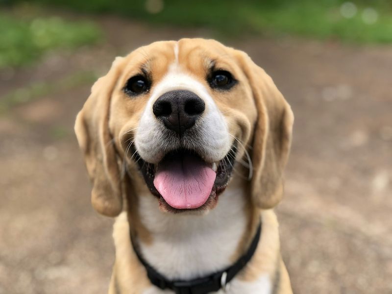 Dog vaccination tracker India