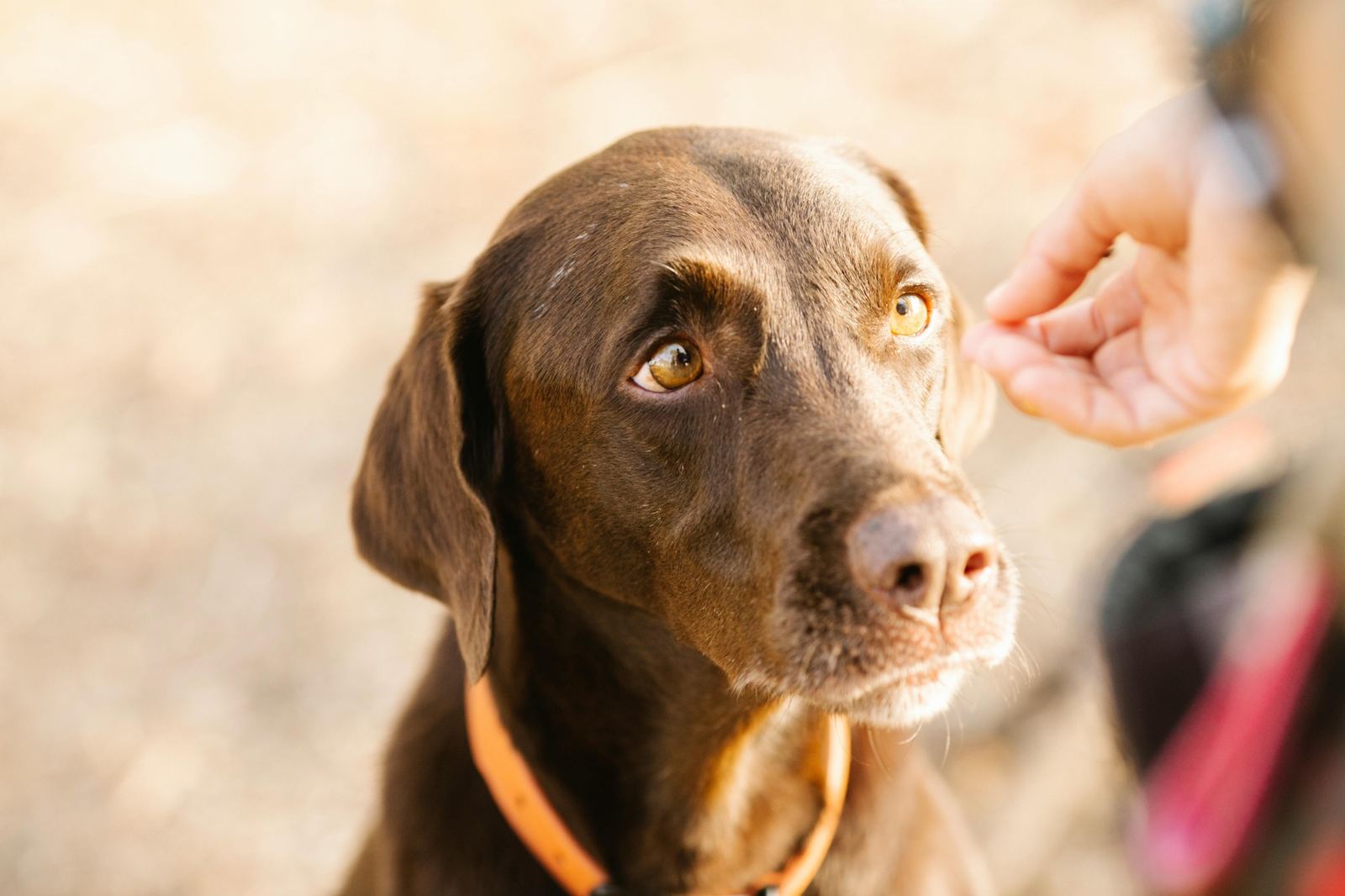 A hand offering comfort to a Labrador