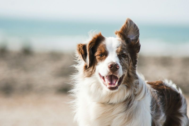 Pet emergency help 24×7