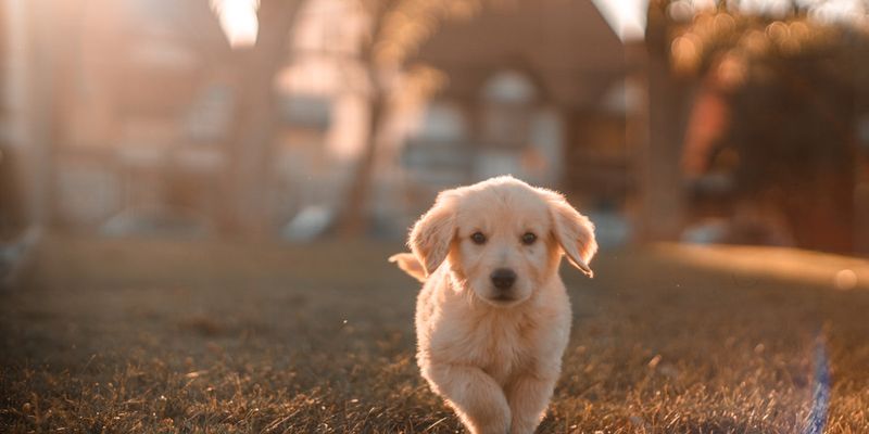 Pet care app launch India