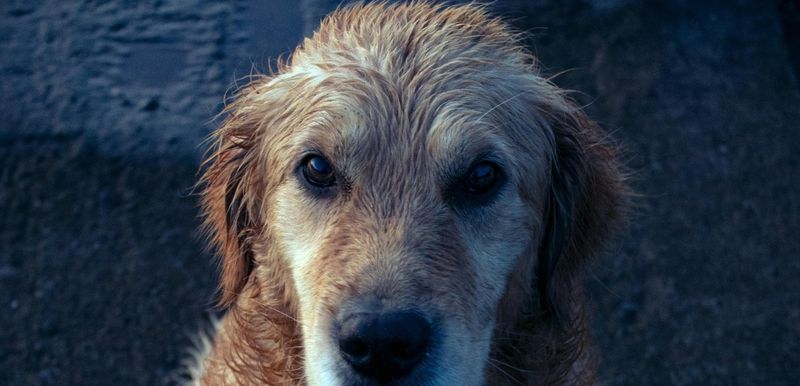 Dog resting