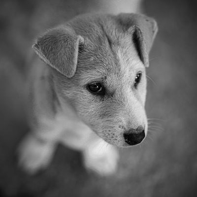 Mitra AI pet assistant chat
