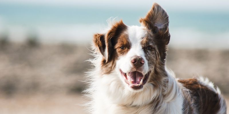 Pet health score tracking