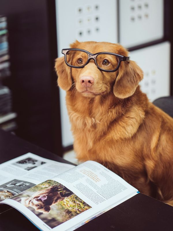 Pet passport digital records
