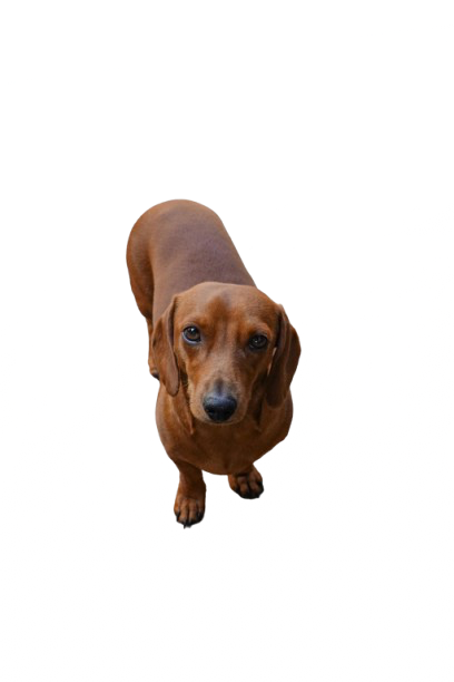 Mitra AI