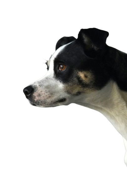 Happy dog