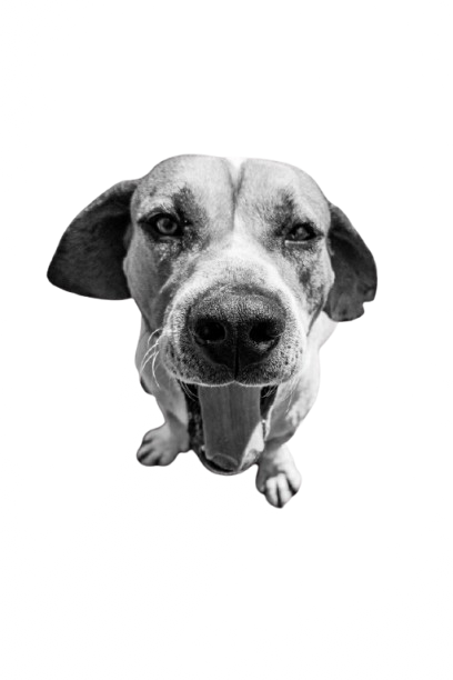 Happy dogs